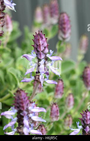 Definitionen Plectranthus Caninus, Colues Canina Blume Stockfoto