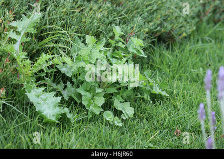 Sonchus Oleraceus oder auch bekannt als Sow Thistle neben dem Rasen wachsen Stockfoto