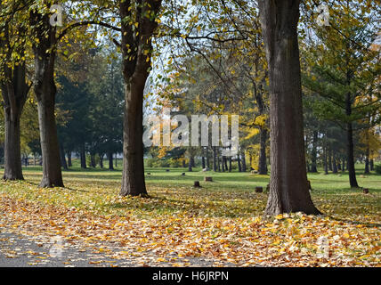 Bäume und gelbe Blätter auf dem Weg in ein wunderschöner Herbsttag Stockfoto