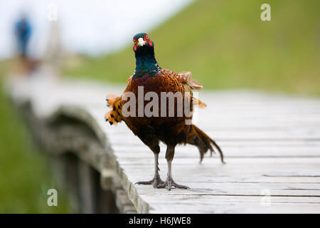 Fasan Stockfoto