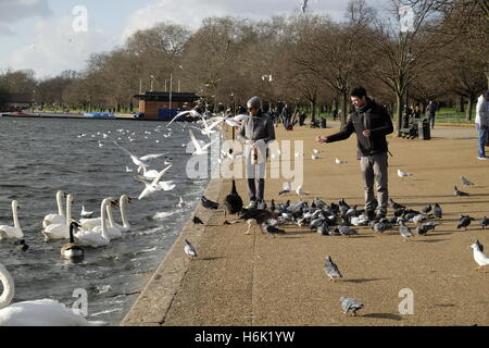 Zwei Personen Fütterung Vögel und Schwäne entlang der Serpentine im Hyde Park, London. Stockfoto