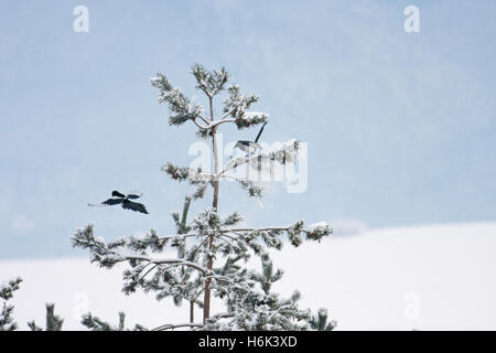 Die Eurasian magpie oder gemeinsamen Magpie (Pica Pica) ist ein Bewohner Brutvogel im gesamten nördlichen Teil des eurasischen Kontinents. Stockfoto