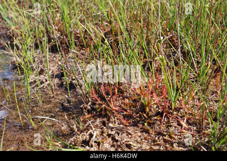 Drosera anglica, die gemeinhin als die englische Sonnentau [1] oder große Sonnentau, bekannt [2] ist eine fleischfressende Pflanzenart aus der Familie Droseraceae Sonnentau
