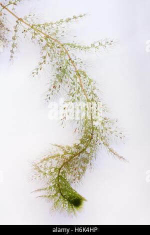 Utricularia australis ist ein mittelständisches, ausdauernde Art der aquatischen bladderwort. Stockfoto