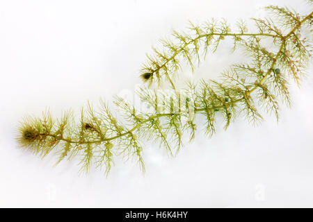 Utricularia australis ist ein mittelständisches, ausdauernde Art der aquatischen bladderwort. Stockfoto