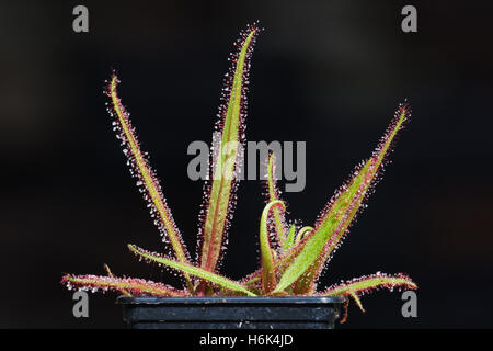 Drosera adelae Stockfoto