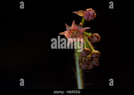 Drosera Adelae Lance-Blatt-Sonnentau-Blume Nahaufnahme Stockfoto