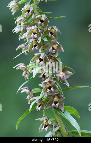 Epipactis Helleborine, die Breite-leaved helleborine, ist eine Terrestrische Arten von Orchideen mit einem breiten Verteilung. n Stockfoto