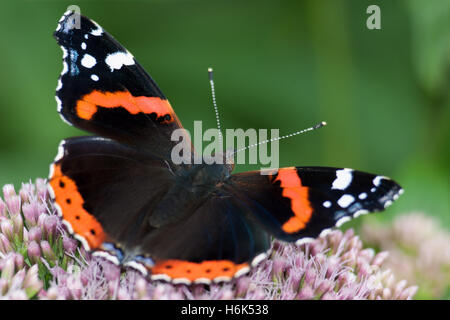 Vanessa atalanta, der rote Admiral oder zuvor die Rote bewundernswert, ist ein gut charakterisierten, mittlere Schmetterling mit schwarzen wingsa orange Bands. Stockfoto