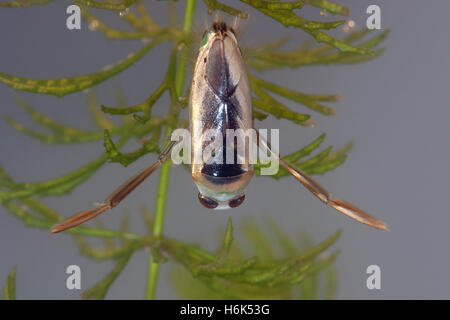 Notonecta Orvala (Gemeinsame backswimmer) ist eine Pflanzenart aus der Gattung der aquatischen Insekten und eine Art von backswimmer. Stockfoto