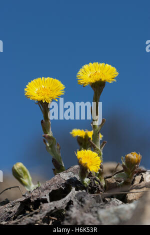 Tussilago farfara, allgemein bekannt als huflattich, ist eine Pflanze, die in der kreuzkraut Stamm in der Familie der Asteraceae, beheimatet in Europa Stockfoto