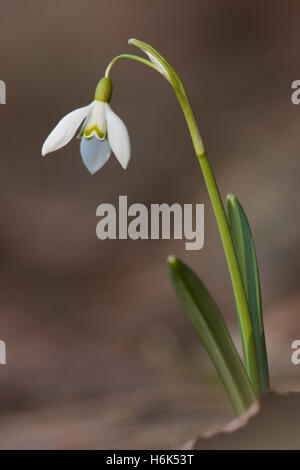 Galanthus nivalis, die schneeglöckchen oder gemeinsamen Schneeglöckchen, ist das bekannteste und am weitesten verbreitete der 20 Arten in der Gattung, Galanthus. Stockfoto