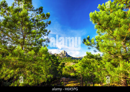 Kiefern im Col de Bavella Gebirge, Korsika, Frankreich, Europa. Stockfoto