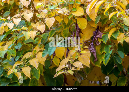 Japanisches Knotweed, Fallopia japonica Herbst Reynoutria japonica, Herbstfarben, invasive Pflanzen, Blätter Stockfoto