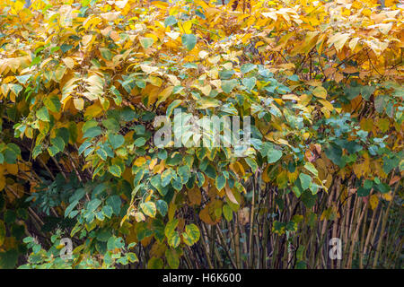 Japanischer Knotweed Fallopia japonica, Reynoutria japonica), Herbstfarben, invasiver Pflanzenstrauch Stockfoto