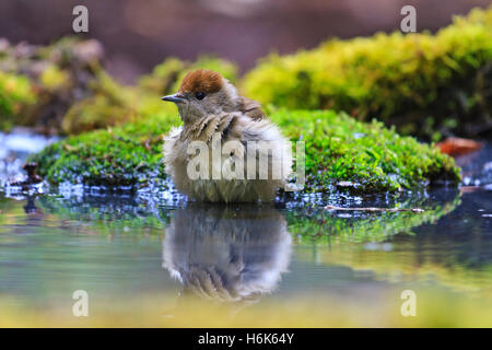 Weibliche eurasischen Mönchsgrasmücke Sylvia Atricapilla Trinkwasser in einem ökologischen Garten Stockfoto