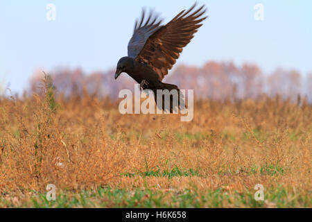 Rabe im Flug über ein Feld Stockfoto