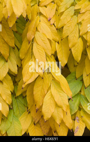 Cladrastis Kentukea. Kentucky Yellowwood im Herbst Stockfoto
