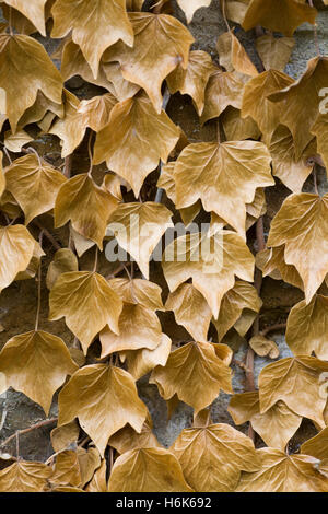 Herbstlaub auf einem Weinstock an der steinernen Wand befestigt Stockfoto