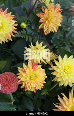 Verschiedene frisch geschnittene Blumen Stockfoto