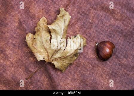 Einige Kastanien braun Tuch Hintergrund mit Blättern und raw Shell of Thorns Stockfoto