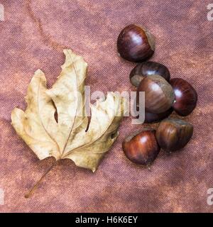 Einige Kastanien braun Tuch Hintergrund mit Blättern und raw Shell of Thorns Stockfoto