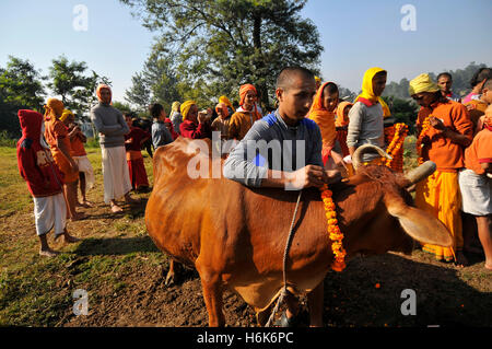 Kathmandu, Nepal. 30. Oktober 2016. Junge Nepalesen Hindupriester verehren eine Kuh während Kuh Festival als die Prozession der Tihar oder Deepawali und Diwali Feiern. Tihar ist ein Hindu-Festival für 5 Tage in Nepal gefeiert. Kühe gelten als die Inkarnation des Hindu-Gottes des Reichtums, Herrn Laxmi. Nepalesische Anhänger schmücken die Kühe mit Ringelblume Blumengirlanden und farbigen Pulvern und bieten die Kühe frisches Obst und Gemüse. Bildnachweis: Narayan Maharjan/Pacific Press/Alamy Live-Nachrichten Stockfoto