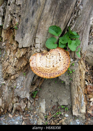 Eine große Polyporus an (Dryaden Sattel) an der Seite einen toten Baumstamm wächst. Essbar und auch bekannt als Fasane zurück. Stockfoto