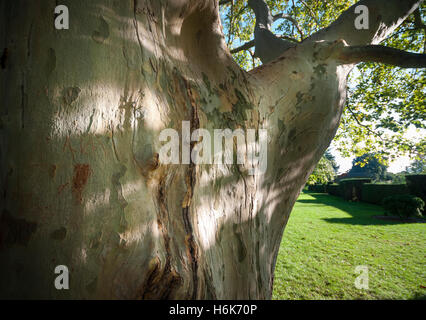 Die Rinde und Stamm von einem Reifen Ahornblättrige Platane Baum Platanus × Acerifolia in der Nähe von Niagara Falls Ontario Kanada Stockfoto