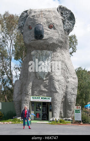 Riesige Koala an der Dadswells Bridge, Victoria, Westaustralien Stockfoto