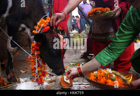 Kathmandu, Nepal. 30. Oktober 2016. Eine Kuh wird während der Feier der Kuh Festival oder Laxmi Puja, dem dritten Tag des Festivals Tihar verehrt wird. Lakshmi Puja ist eines der wichtigen Ritualen während des Festivals von Diwali. Dieses Ritual wird durchgeführt, um die Göttin Lakshmi zu Hause einladen. Gebete sind der Göttin angeboten, so dass das neue Jahr (Hindu Neujahr) Frieden, Reichtum und Wohlstand voller. Wie Diwali Puja beschreibt Schritt für Schritt Anleitung um eine einfache Diwali Puja zu Hause durchzuführen. Bildnachweis: Archana Shrestha/Pacific Press/Alamy Live-Nachrichten Stockfoto