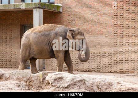 Asiatischer Elefant (Elephas Maximus) in einem Zoo Stockfoto