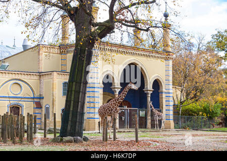 Familie der netzförmigen Giraffen (auch bekannt als die somalische Giraffe) Fuß auf in der Nähe der asiatischen Stil Gebäude im Berliner Zoo Stockfoto