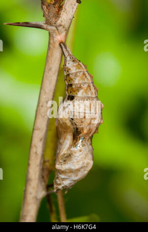 Gray Komma Polygonia Progne Cassville, Barry County Missouri, USA 24 kann Pupa am Missouri Goosberry (Ribes Missouriense) Stockfoto