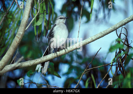 Tropischen Mockingbird Mimus Gilvus Merida, Yucatan, Mexiko Januar 1992 Erwachsenen Mimidae Stockfoto