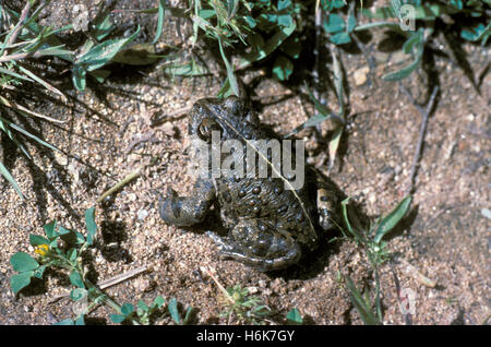 Westliche Kröte Anaxyrus Boreas halophile Julian, San Diego County, Kalifornien, USA Mai 1995 Erwachsenen Bufonidae Stockfoto