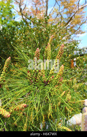 Close-up Blumen von Pinus Thunbergii, japanische Schwarzkiefer Baum in Kyoto, Japan Stockfoto