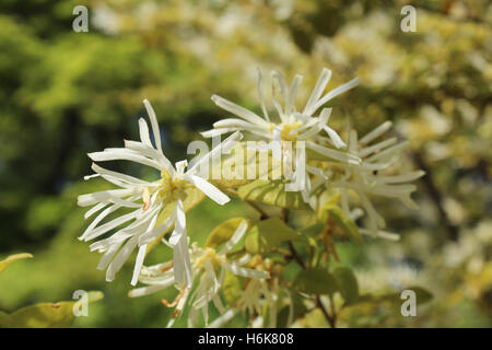 Milchig weiße Hamamelis blühen im Frühjahr in Kyoto, Japan Stockfoto