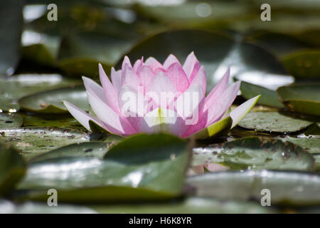 Rosa-Lilly Pad in Contre jour Stockfoto