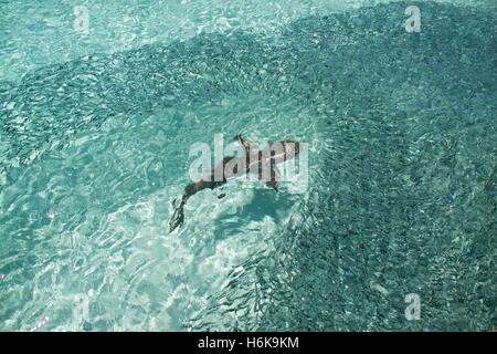 Riffhaie in das türkisfarbene Wasser des Great Barrier Reef Jagd Fisch Stockfoto