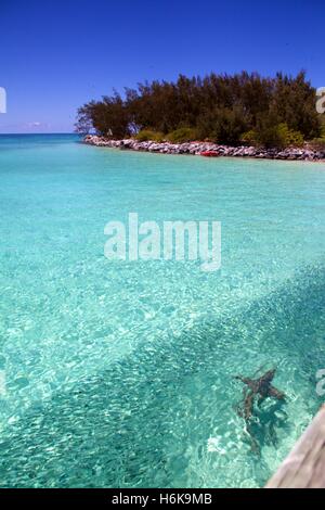 Riffhaie in das türkisfarbene Wasser des Great Barrier Reef Jagd Fisch Stockfoto