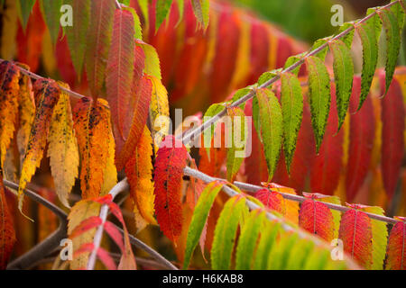 Ein Sumach Baum wächst in einem Garten in Redditch, bietet Worcestershire, ein Spritzen der Herbstfärbung Stockfoto