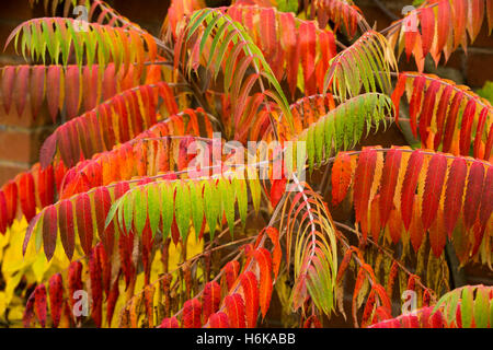 Ein Sumach Baum wächst in einem Garten in Redditch, bietet Worcestershire, ein Spritzen der Herbstfärbung Stockfoto