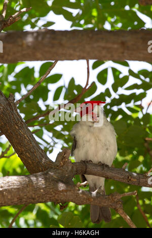 Rot-crested Kardinal (Paroaria Coronata) sitzt in einem Baum in Hanauma Bay auf Oahu, Hawaii, USA. Stockfoto