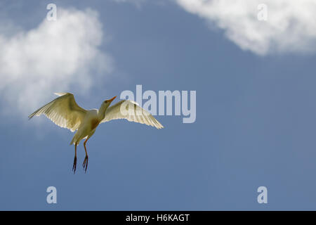 Kuhreiher (Bubulcus Ibis) während des Fluges in Hanauma Bay auf Oahu, Hawaii, USA. Stockfoto