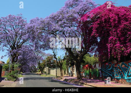 Johannesburg, Südafrika. 30. Oktober 2016. Jacaranda-Bäume blühen in lila Farben in einer Straße in Johannesburg, Südafrika, 30. Oktober 2016. Foto: Jürgen BÄTZ/Dpa/Alamy Live News Stockfoto