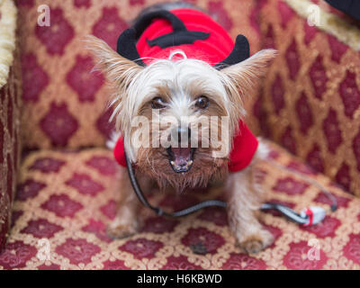 London, UK. 30. Oktober 2016. Eine süße Yorkshire-Terrier ist der Schutz einige doggie behandelt. Hunde in unheimlich und gruselig Halloween-Kostümen versammelten sich mit ihren Besitzern des Spaniers Inn in Hampstead, auf eine Halloween-Hund organisiert von der Hund Liebe alle Hunde Materie. Alles angehobene Geld bekam, alle Hunde Materie Nächstenliebe, Hunde in Not zu unterstützen. Bildnachweis: Bettina Strenske/Alamy Live-Nachrichten Stockfoto