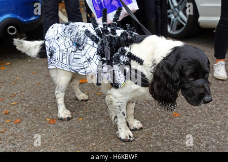 London, UK. 30. Oktober 2016. Ollie der English Springer Spaniel trägt einen Spider und Spinnennetz für seine Halloween-Kostüm Kostüm für den alle Hunde Angelegenheit Halloween Dog Walk, Gelder für die Nächstenliebe welche Häuser und Wohnungen neu Hunde in London. Bildnachweis: Paul Brown/Alamy Live-Nachrichten Stockfoto