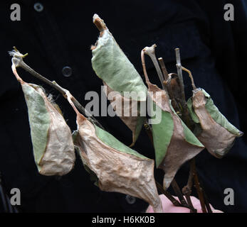 Wittenberg-Lutherstadt, Deutschland. 30. Oktober 2016. Der Direktor hält Kokons von Attacus Atlas Schmetterlingen auf der Alaris Schmetterlingspark in Wittenberg-Lutherstadt, Deutschland, 30. Oktober 2016. Etwa 600 bunte Schmetterlinge und Catterpillars beginnen ihre Reise in die Wildlande-Erlebnis-Zoo in Emmen in den Niederlanden. Aufgrund der Winterpause im Park in Wittenberg werden die Tiere jetzt unterhalten die Besucher in den Niederlanden. Foto: WALTRAUD GRUBITZSCH/Dpa/Alamy Live News Stockfoto