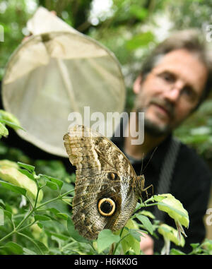 Wittenberg-Lutherstadt, Deutschland. 30. Oktober 2016. Direktor Georg Kersten Liebold fangen eine Eule Schmetterling mit einem Brailer auf der Alaris butterfly Park in Wittenberg-Lutherstadt, Deutschland, 30. Oktober 2016. Etwa 600 bunte Schmetterlinge und Catterpillars beginnen ihre Reise in die Wildlande-Erlebnis-Zoo in Emmen in den Niederlanden. Aufgrund der Winterpause im Park in Wittenberg werden die Tiere jetzt unterhalten die Besucher in den Niederlanden. Foto: WALTRAUD GRUBITZSCH/Dpa/Alamy Live News Stockfoto